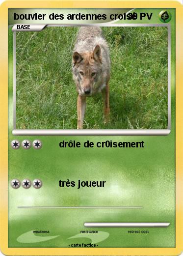 Pokemon bouvier des ardennes croisé