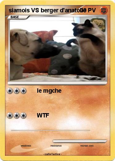Pokemon siamois VS berger d'anatolie