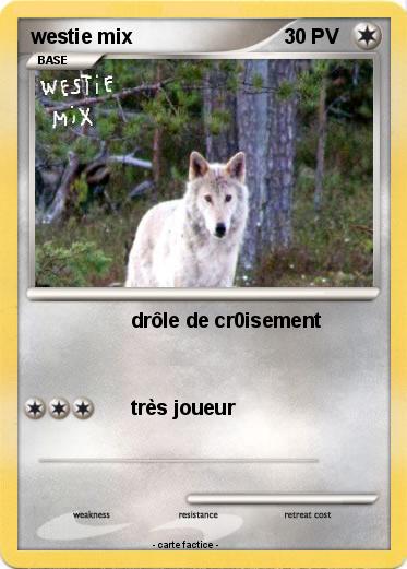 Pokemon westie mix