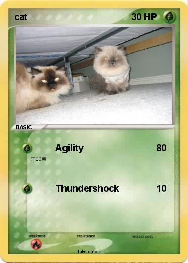 Pokemon cat