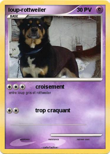 Pokemon loup-rottweiler