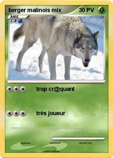 Pokemon berger malinois mix
