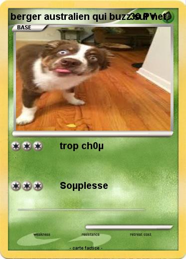 Pokemon berger australien qui buzz sur net