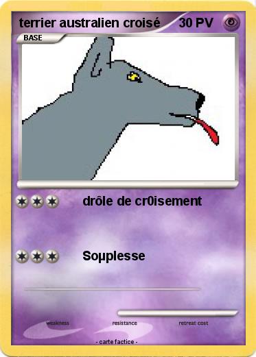 Pokemon terrier australien croisé