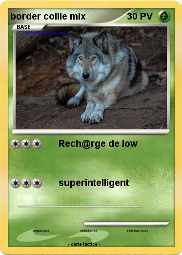 Pokemon border collie mix