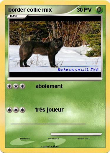 Pokemon border collie mix