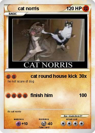 Pokemon cat norris