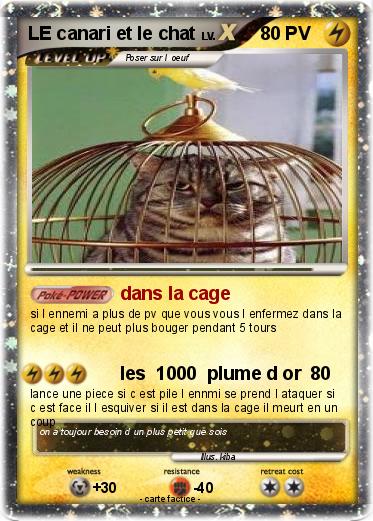 Pokemon LE canari et le chat