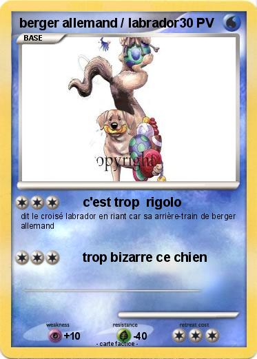 Pokemon berger allemand / labrador