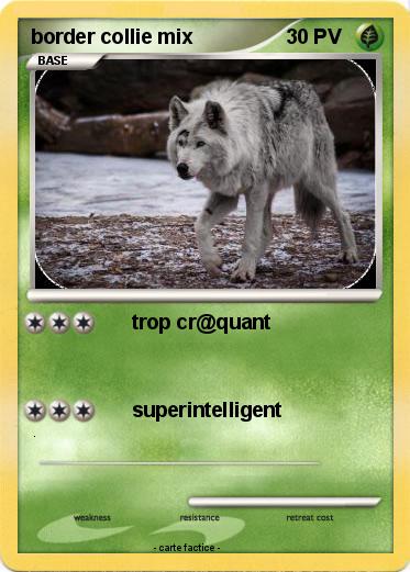 Pokemon border collie mix