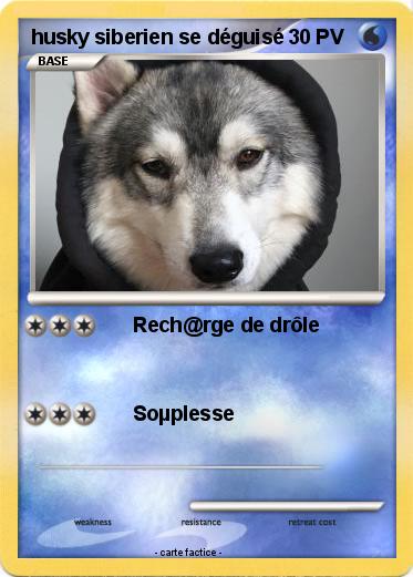 Pokemon husky siberien se déguisé