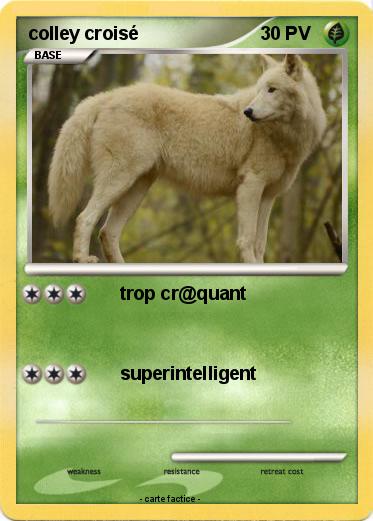 Pokemon colley croisé