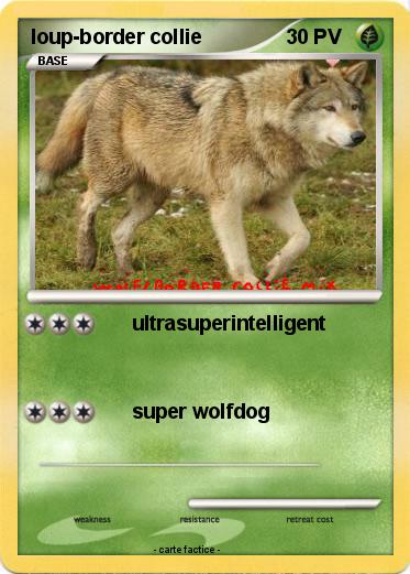 Pokemon loup-border collie