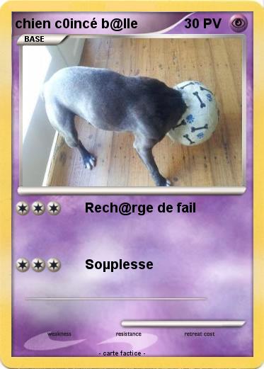Pokemon chien c0incé b@lle
