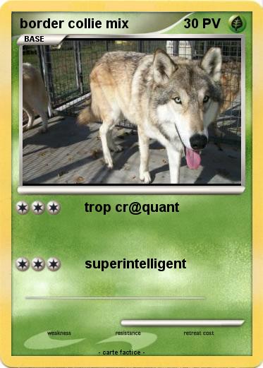 Pokemon border collie mix