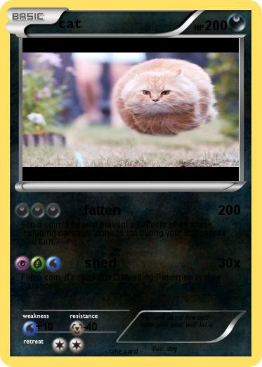 Pokemon cat