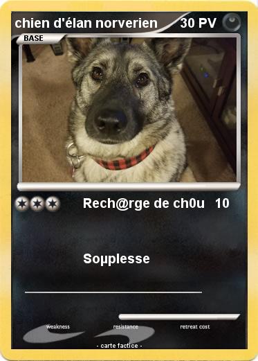 Pokemon chien d'élan norverien