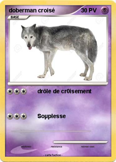 Pokemon doberman croisé