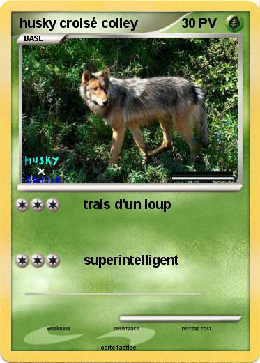 Pokemon husky croisé colley