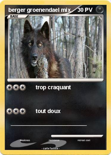 Pokemon berger groenendael mix