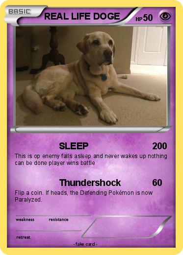 Pokemon REAL LIFE DOGE