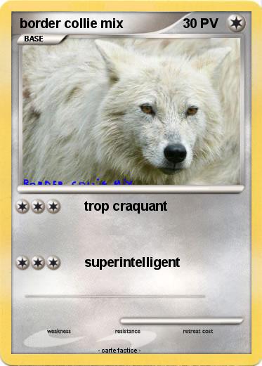Pokemon border collie mix
