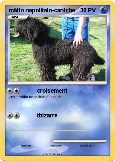 Pokemon mâtin napolitain-caniche