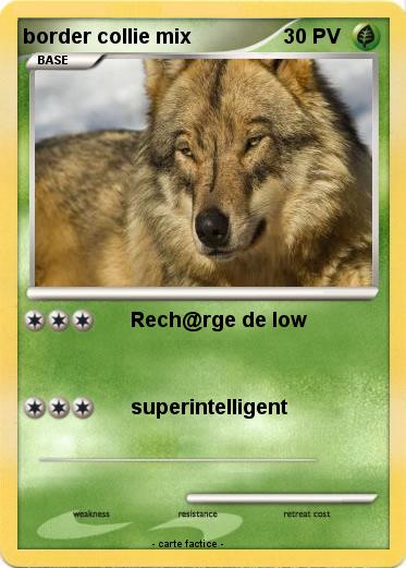Pokemon border collie mix