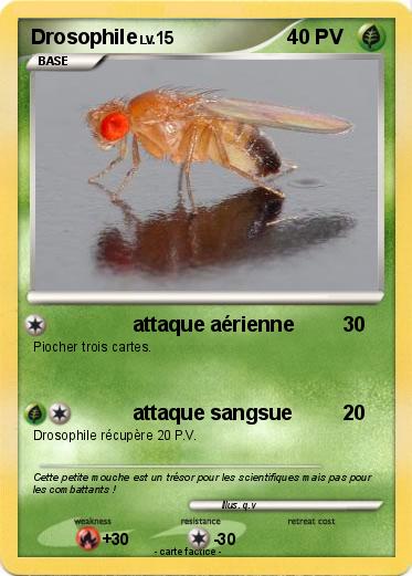 Pokemon Drosophile