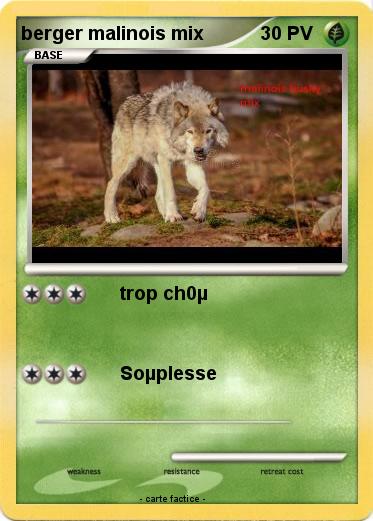 Pokemon berger malinois mix