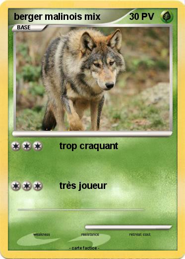 Pokemon berger malinois mix