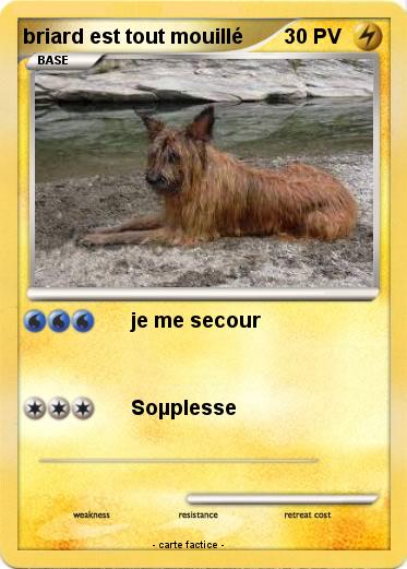 Pokemon briard est tout mouillé