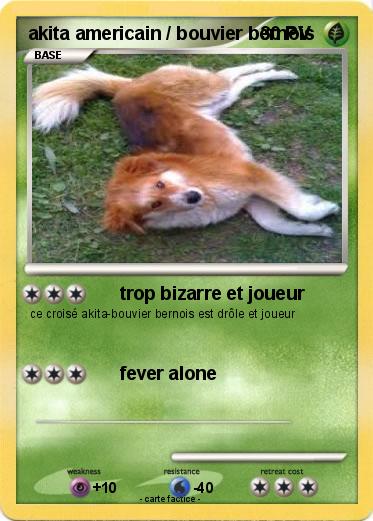 Pokemon akita americain / bouvier bernois