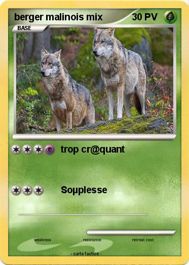 Pokemon berger malinois mix