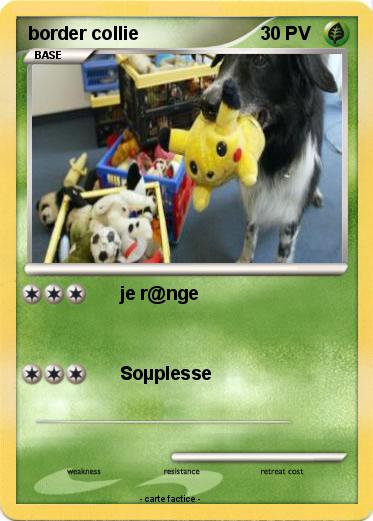 Pokemon border collie