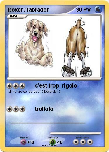 Pokemon boxer / labrador