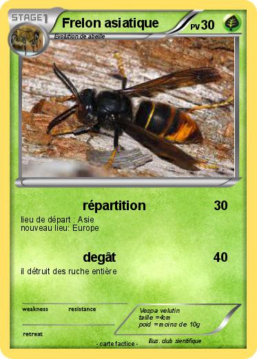 Pokemon Frelon asiatique