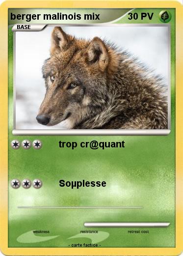 Pokemon berger malinois mix