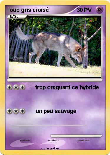Pokemon loup gris croisé