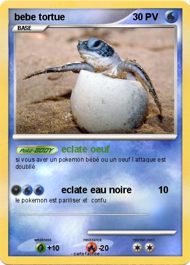 Pokemon bebe tortue