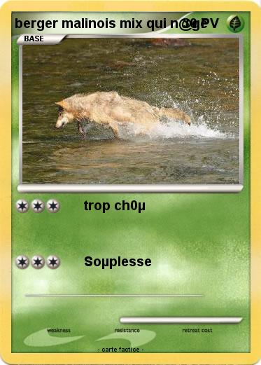 Pokemon berger malinois mix qui n@ge