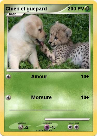 Pokemon Chien et guepard