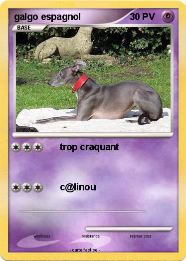 Pokemon galgo espagnol