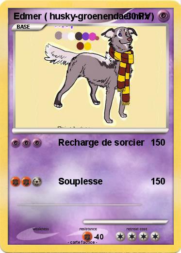 Pokemon Edmer ( husky-groenendael mix )