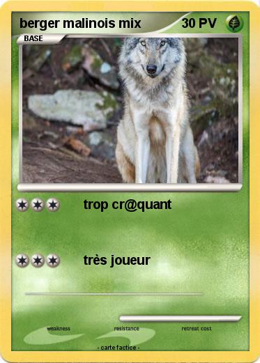 Pokemon berger malinois mix