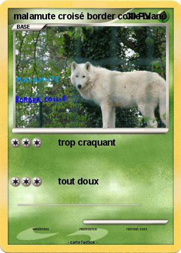 Pokemon malamute croisé border collie blanc