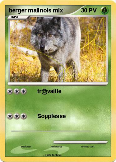 Pokemon berger malinois mix