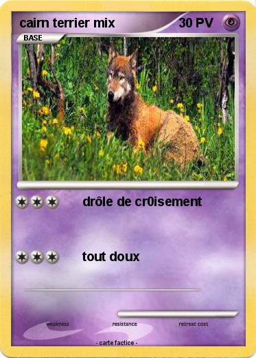 Pokemon cairn terrier mix