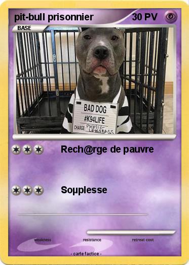 Pokemon pit-bull prisonnier
