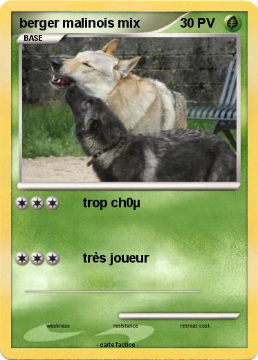 Pokemon berger malinois mix